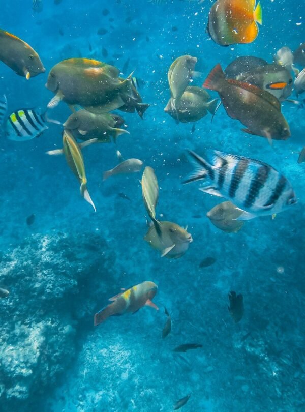 school of fish in water