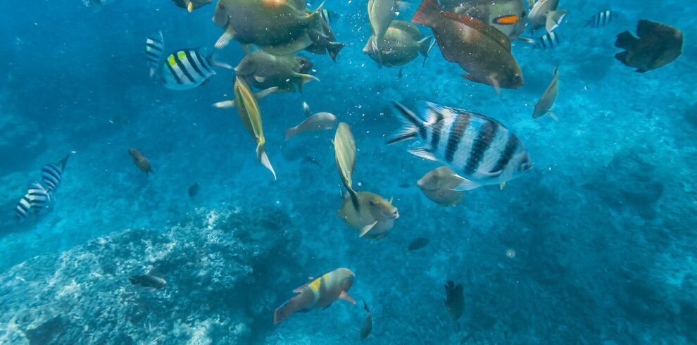 school of fish in water