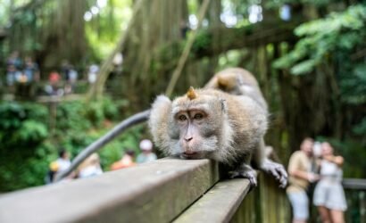 Macaque monkey lounging on a railing in a lush park, surrounded by tourists.