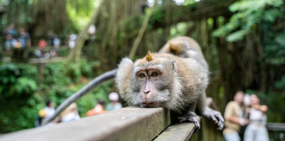 Macaque monkey lounging on a railing in a lush park, surrounded by tourists.