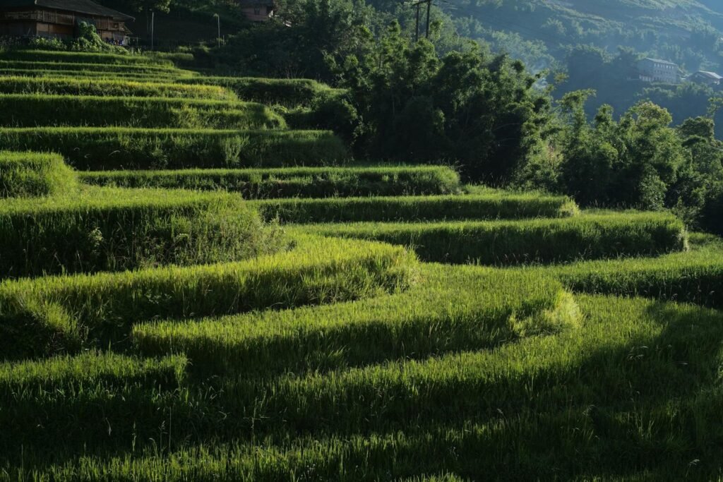 Scenic view of green rice terraces in Lào Cai, Vietnam under sunlight.