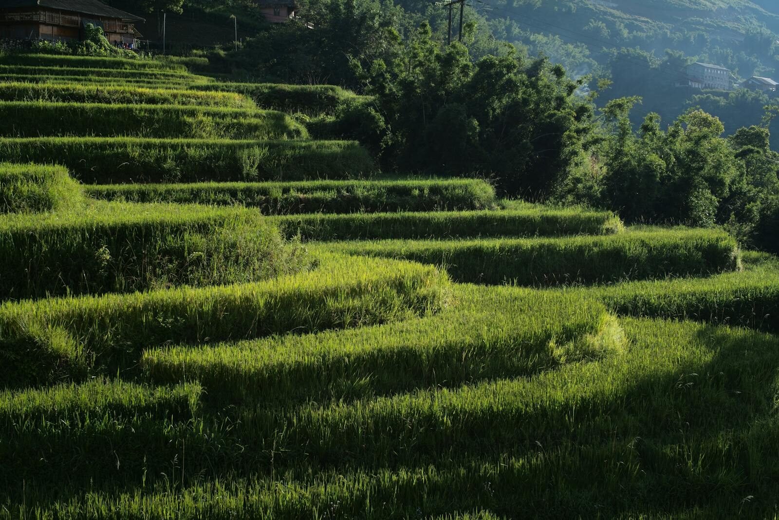 Scenic view of green rice terraces in Lào Cai, Vietnam under sunlight.
