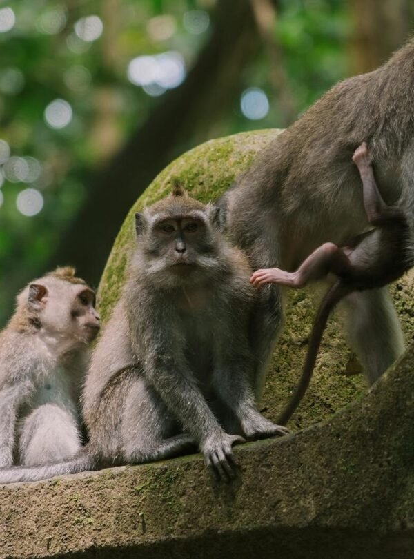 A group of Balinese long-tailed macaques perched in a lush jungle in Ubud, Bali.